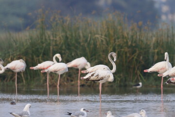 This breathtaking image captures a flamingo in its natural habitat at Bhigwan, Maharashtra, a renowned birdwatching destination. With its elegant long legs, curved neck, and striking pink feathers, th