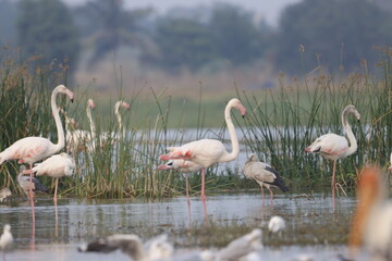 This breathtaking image captures a flamingo in its natural habitat at Bhigwan, Maharashtra, a...