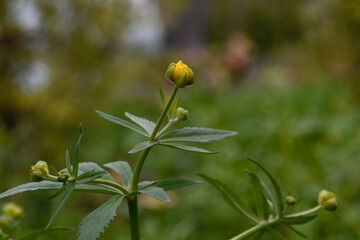 Spring Buttercup (Ranunculus), an opening bud with yellow tender petals, close-up. Blurred background - green grass and garden trees, outlines of farm buildings. Soft light on a cloudy day after rain