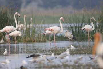 This breathtaking image captures a flamingo in its natural habitat at Bhigwan, Maharashtra, a renowned birdwatching destination. With its elegant long legs, curved neck, and striking pink feathers, th