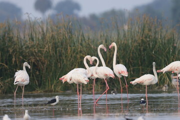 This breathtaking image captures a flamingo in its natural habitat at Bhigwan, Maharashtra, a...