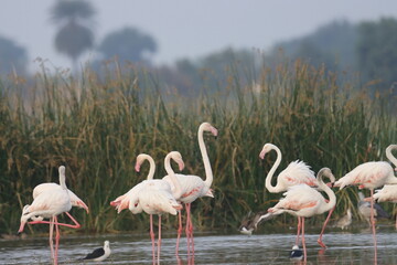 This breathtaking image captures a flamingo in its natural habitat at Bhigwan, Maharashtra, a...