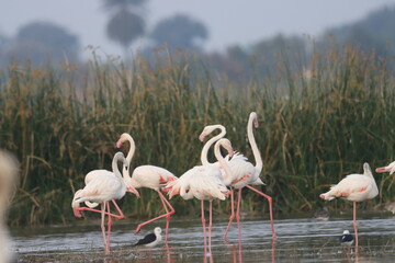 This breathtaking image captures a flamingo in its natural habitat at Bhigwan, Maharashtra, a...