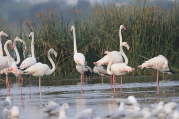 This breathtaking image captures a flamingo in its natural habitat at Bhigwan, Maharashtra, a renowned birdwatching destination. With its elegant long legs, curved neck, and striking pink feathers, th