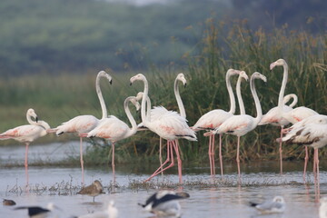 This breathtaking image captures a flamingo in its natural habitat at Bhigwan, Maharashtra, a...