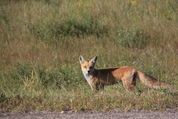 My Travels and Trucking Images in Canada and U.S.A.
