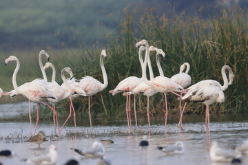 This breathtaking image captures a flamingo in its natural habitat at Bhigwan, Maharashtra, a renowned birdwatching destination. With its elegant long legs, curved neck, and striking pink feathers, th