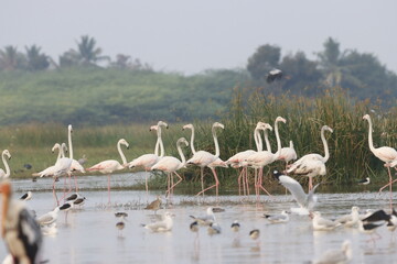 This breathtaking image captures a flamingo in its natural habitat at Bhigwan, Maharashtra, a...