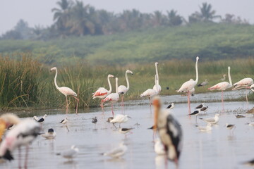 This breathtaking image captures a flamingo in its natural habitat at Bhigwan, Maharashtra, a...