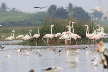 This breathtaking image captures a flamingo in its natural habitat at Bhigwan, Maharashtra, a...