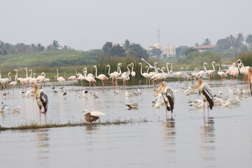 This breathtaking image captures a flamingo in its natural habitat at Bhigwan, Maharashtra, a renowned birdwatching destination. With its elegant long legs, curved neck, and striking pink feathers, th