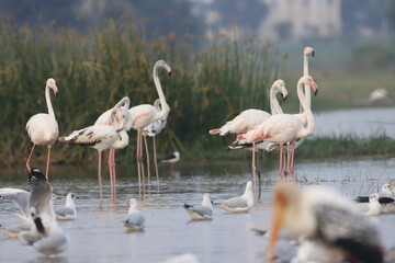 This breathtaking image captures a flamingo in its natural habitat at Bhigwan, Maharashtra, a renowned birdwatching destination. With its elegant long legs, curved neck, and striking pink feathers
