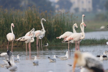 This breathtaking image captures a flamingo in its natural habitat at Bhigwan, Maharashtra, a renowned birdwatching destination. With its elegant long legs, curved neck, and striking pink feathers