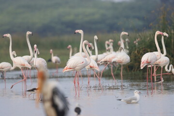 This breathtaking image captures a flamingo in its natural habitat at Bhigwan, Maharashtra, a renowned birdwatching destination. With its elegant long legs, curved neck, and striking pink feathers
