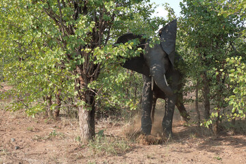 Afrikanischer Elefant / African elephant / Loxodonta africana..