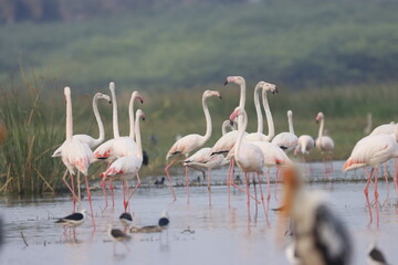 This breathtaking image captures a flamingo in its natural habitat at Bhigwan, Maharashtra, a...