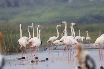 This breathtaking image captures a flamingo in its natural habitat at Bhigwan, Maharashtra, a renowned birdwatching destination. With its elegant long legs, curved neck, and striking pink feathers