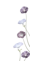 Morning glory. Black and white illustration. Delicate wild flower. Floral background.