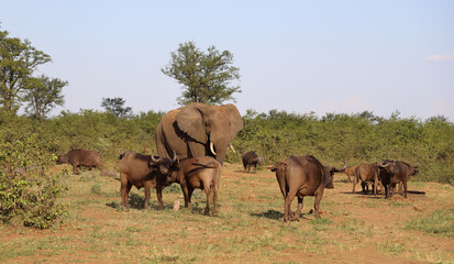 Afrikanischer Elefant und Kaffernbüffel / African elephant and African buffalo / Loxodonta...