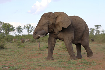 Fototapeta premium Afrikanischer Elefant / African elephant / Loxodonta africana