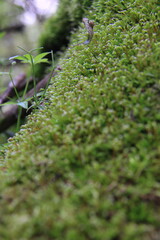 My Travels and Trucking Images in Canada and U.S.A.