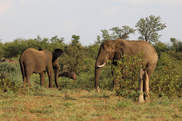 Obraz premium Afrikanischer Elefant / African elephant / Loxodonta africana