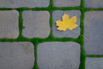 Yellow Leaf on mossy bricks