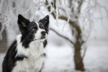 Winter Border Collie Portrait with Snowy Tree. Black and White Dog Outside in Cold Weather. Snow Covered Nature with Adorable Pet.