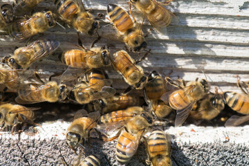 Honey Bee Hive