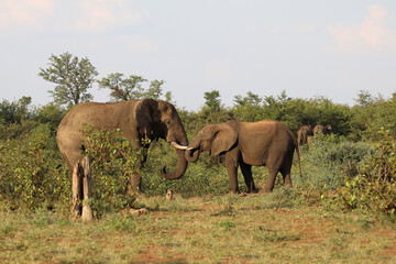 Afrikanischer Elefant / African elephant / Loxodonta africana