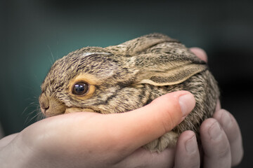 Bunny Rabbit in hands