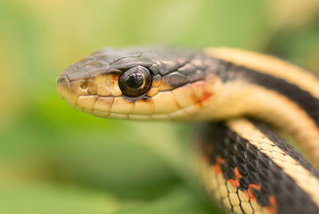 Garter Snake Face