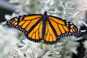 Monarch Butterfly
