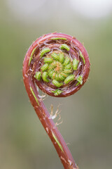 Fern Frond Spiral