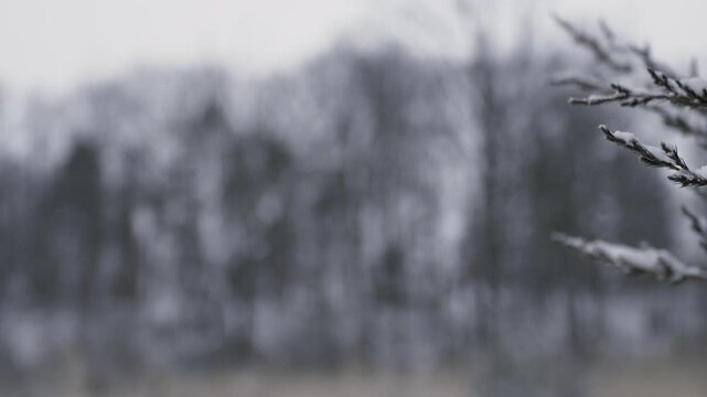 camera pans to a snow-covered pine tree branch