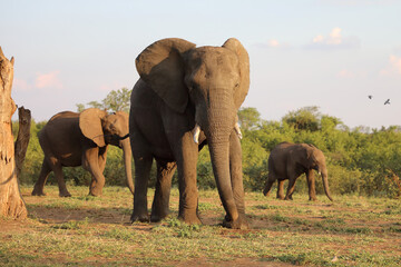 Fototapeta premium Afrikanischer Elefant / African elephant / Loxodonta africana