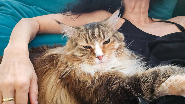 MaineCoon kuschelt mit ihrem Menschen 