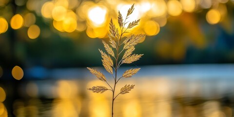 Golden Hour Tranquility Serene Beauty of an Isolated Plant Against a Dreamy Bokeh Background.