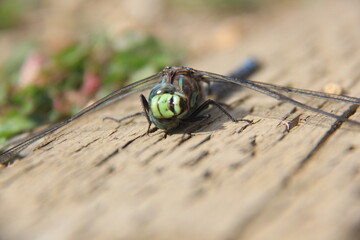 My Travels and Trucking Images in Canada and U.S.A.