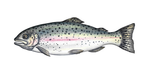 Trout fish. A hand-drawn watercolor illustration. Color image of seafood. Separate from the background. Perfect for menus, recipe books, packages, labels, invitations, and more.