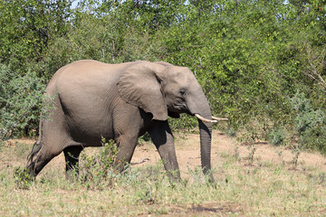 Fototapeta premium Afrikanischer Elefant / African elephant / Loxodonta africana