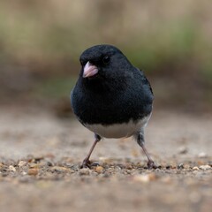 Dark-eyed junco bird on ground with rocky sandy brown soil and grass
