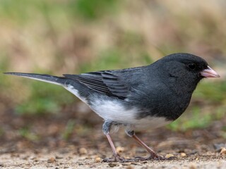 Dark-eyed junco bird on ground with rocky sandy brown soil and grass