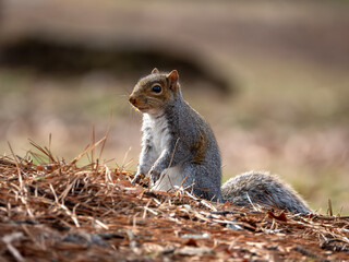 Eastern gray squirrel on ground with pine straw