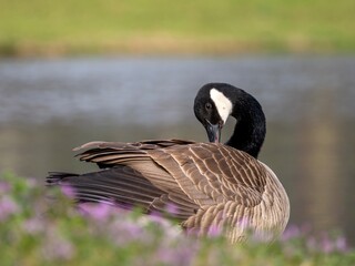 Canada goose close up with purple flowers in foreground and water in background