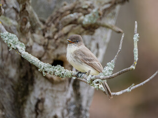 Eastern Phoebe bird perched on small limb