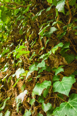 Green ivy climbing a textured tree bark in a lush garden during daylight hours