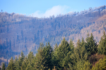 View of mountains covered by fir trees on bright sunny day in winter, Beskidy, Poland.
