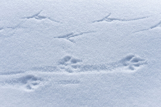 Spuren im Schnee von Vogel und Fuchs