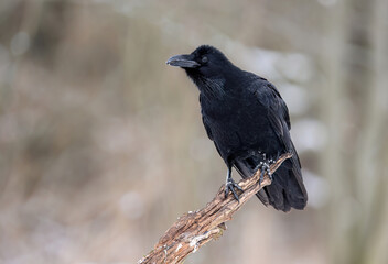 Raven bird ( Corvus corax ) close up